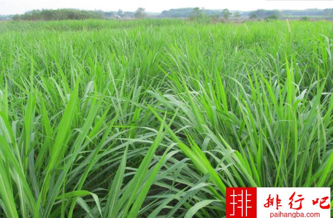 牧草品种大全 中国最好的十大牧草