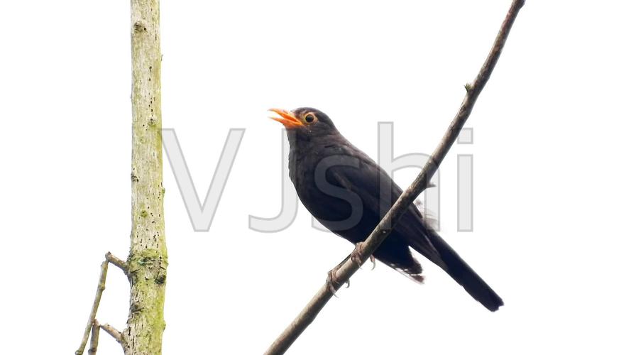 好听的百舌鸟乌鸫叫声_1920x1080_高清视频素材下载