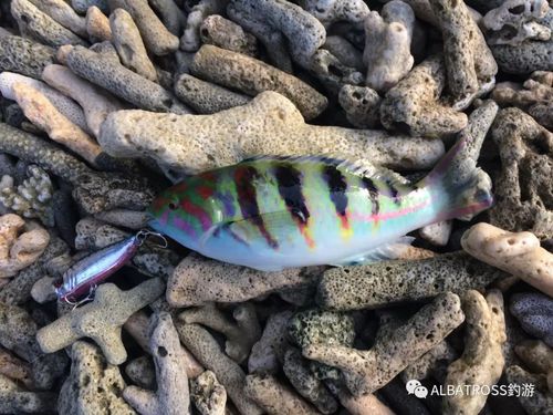 57.火斑笛鲷   lutjanus fulviflamma)