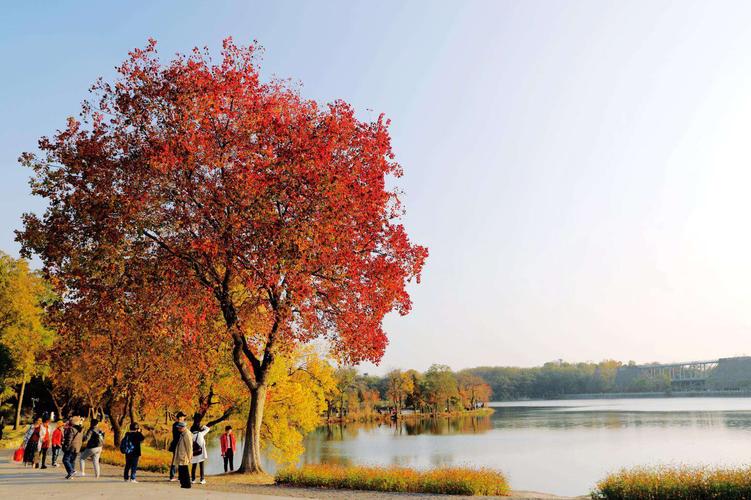 秋天从"前湖"的乌桕树开始