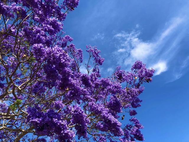 南半球的蓝花楹唯美浪漫的花雨