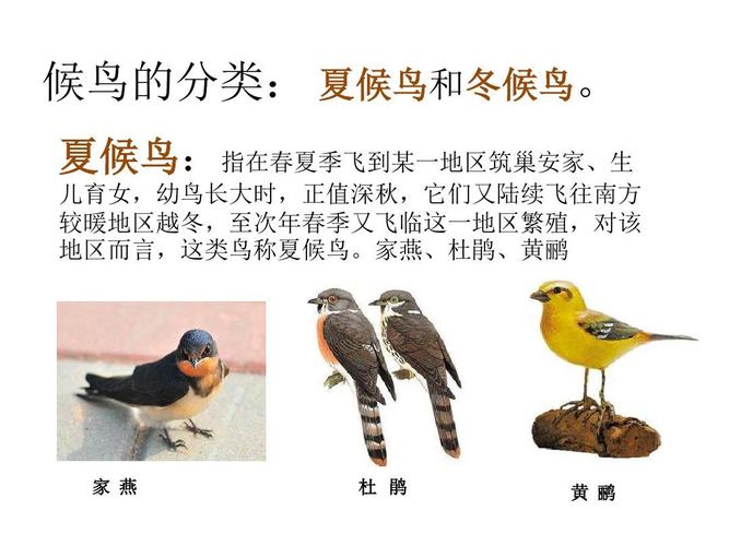 候鸟ppt