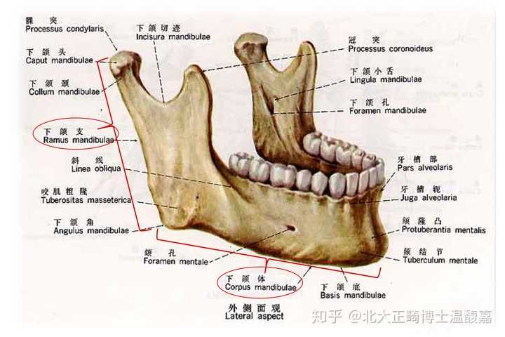 为什么下颌后缩