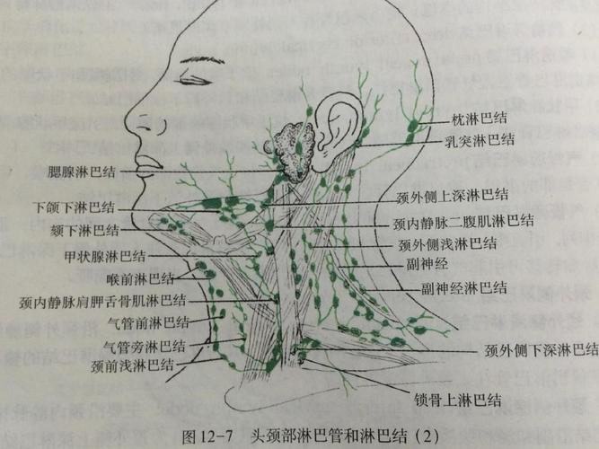 颈部淋巴结分区