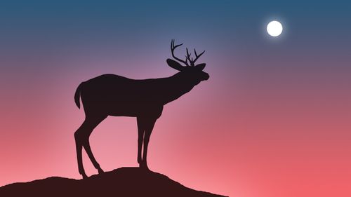 雄鹿电脑壁纸_森林里生活的雄鹿