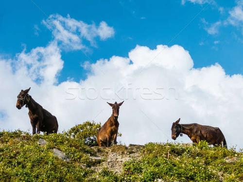 三    顶部    山    天际线    驴    农业 / three donkeys on