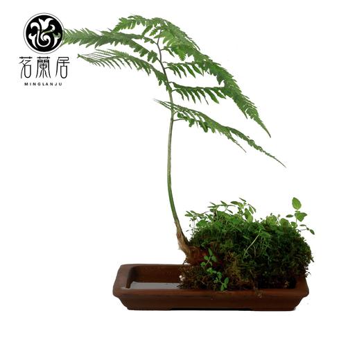 蕨类植物盆栽大型一叶禅蕨绿植庭院室内百搭绿植