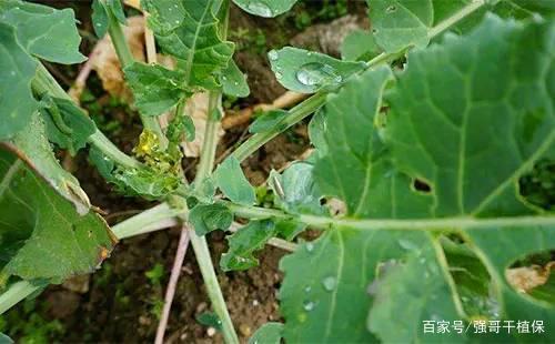 可有效防治油菜苗期易发生的病毒病,菌核病等病害