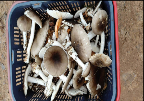 野生毒蘑菇致命!湖南发布红黄绿警示