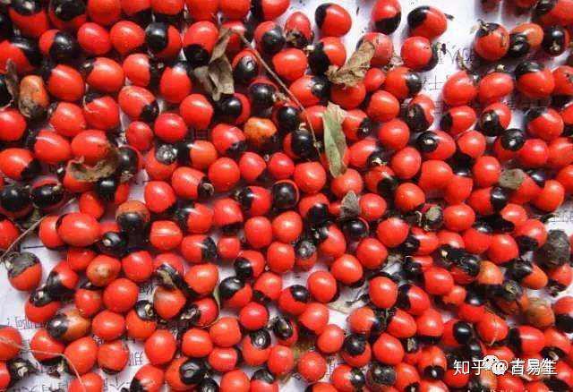 鸡骨草汤, 大家就喝得多了, 它的样子和果实你一定没