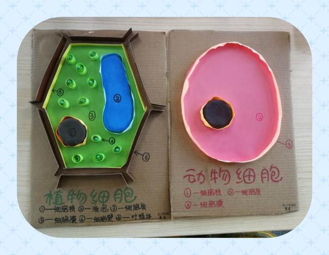 学科学,爱科学---初一十二班植物,动物细胞立体模型制作大赛