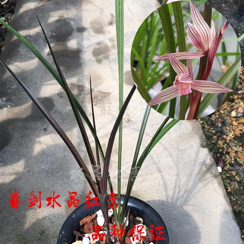 兰花春剑水晶红素铭品春兰花苗室内绿植盆栽花卉