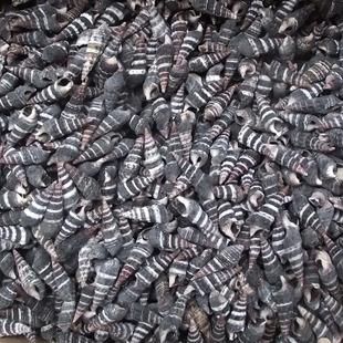 花龙刺黑色条纹小锥螺 家居地台装饰 海螺贝壳材料批发可做贝壳画