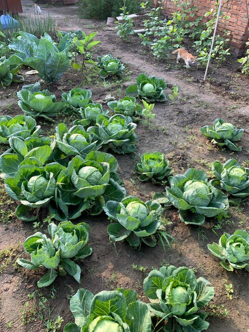 原来包菜/圆白菜在地里长这样_包菜_阳台_除草_阳台