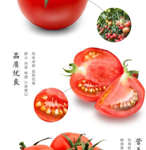 海阳农家西红柿现摘自然成熟普罗旺斯西红柿 孕妇儿童