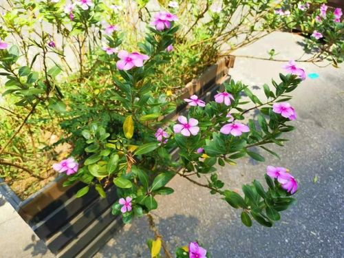 耐热耐晒的长春花为啥总养不好更别提一年四季开花了