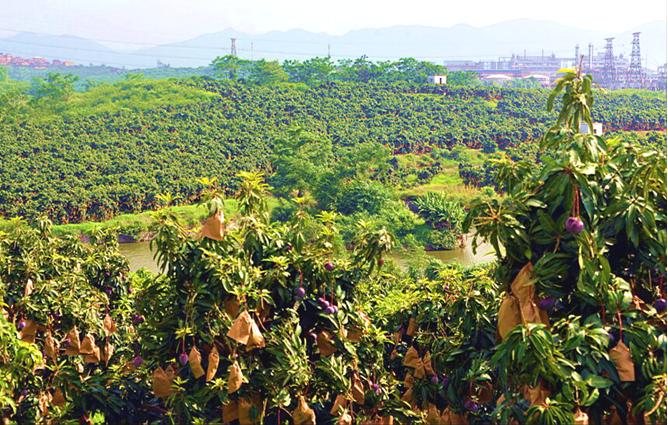 中国芒果文化博览园在广西田东县开园