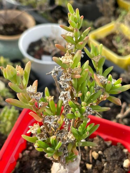 冰花枝干番杏--番杏类比较罕见的块根类_多肉植物_枝干番杏_家居家装