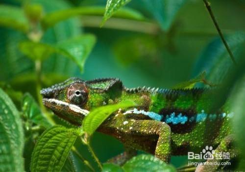 生活/家居 > 宠物 1 一些动物从外表的颜色上与环境一致,比如变色龙