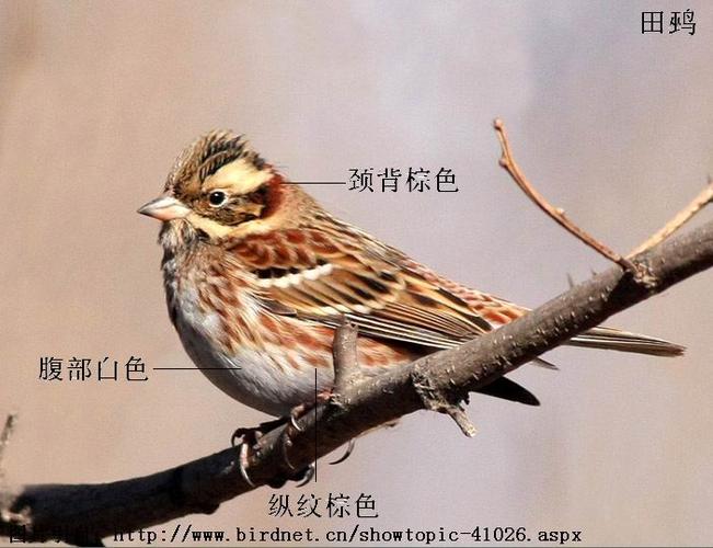 鸟类识别 bird identification 69 谈谈几种常见的鹀 田鹀腹部白色