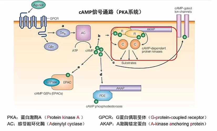 这个系统是借鉴于人的哺乳动物camp信号通路里面的识别.