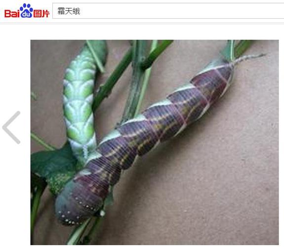 展开全部 天蛾的幼虫,很像:霜天蛾的老熟幼虫,你的图片,符合特征:尾