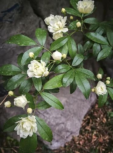 藤蔓,花卉,开花,植物,木香花,蝉花