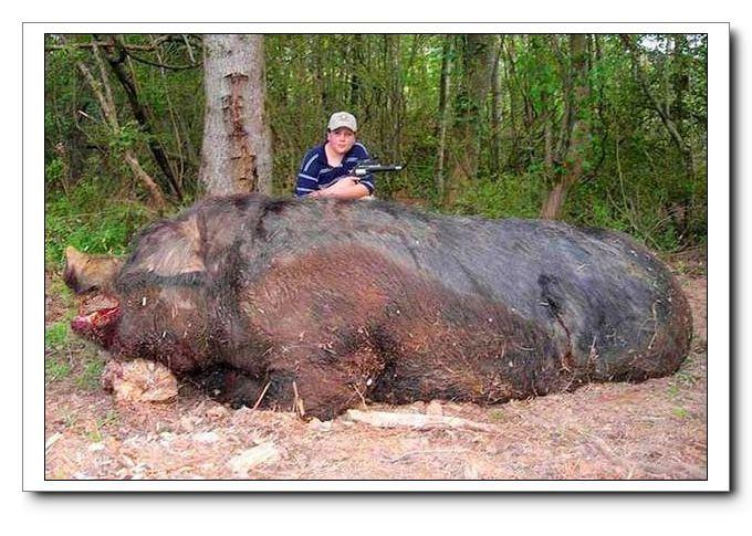 巨型野猪