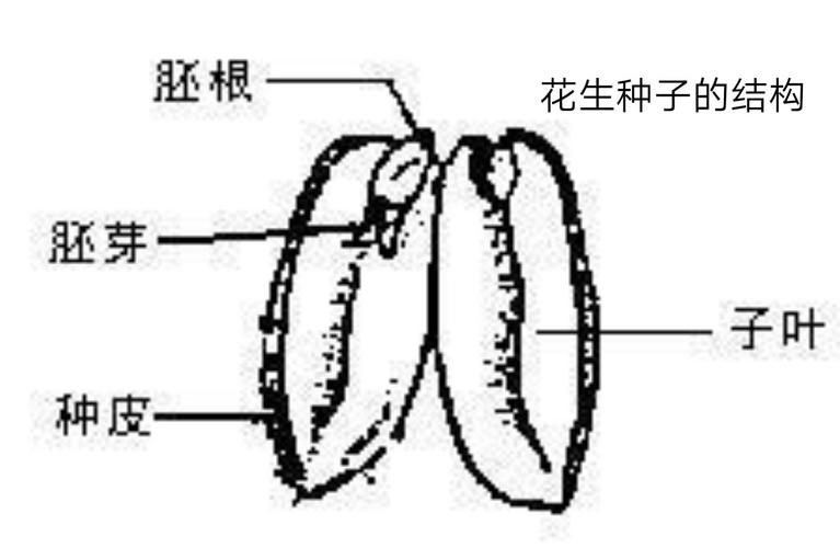 3.用放大镜仔细观察花生种子的内部结构.