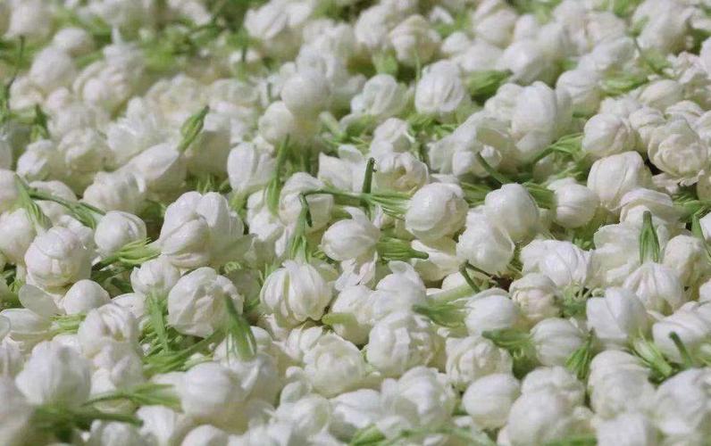 来自广西横县,半溪小花茉莉纯露使用感受