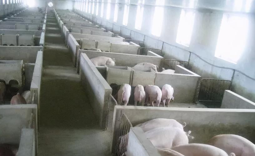 「创澳分享」五种常用猪舍地面的优缺点