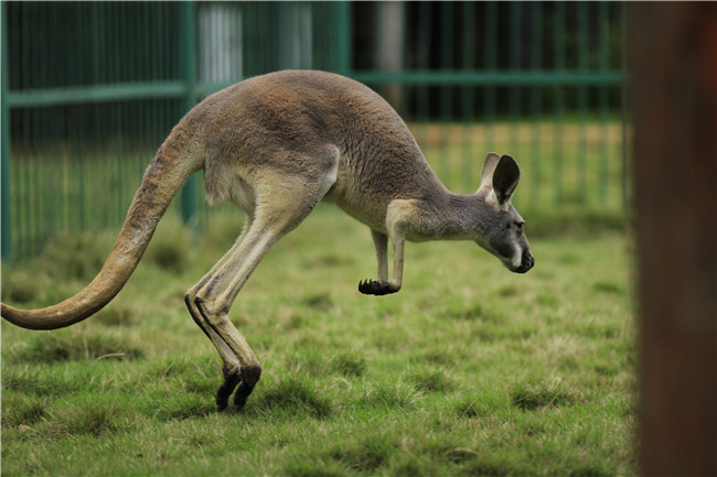 成年人观看《动物世界》《人与自然》这类纪录片的意义是什么?
