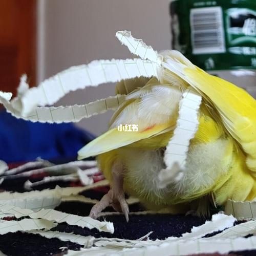 牡丹鹦鹉下蛋了咋办啊_牡丹_手养牡丹鹦鹉_宠物