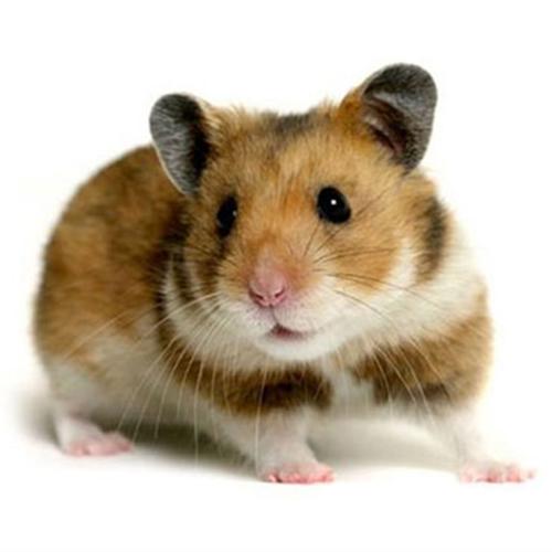 仓鼠宝宝金丝熊活体虎纹熊奶牛熊眼圈米熊活体珍珠熊宠物活体