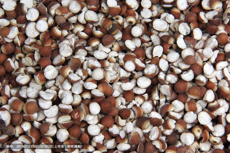 [正版商业] 芡实