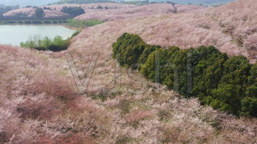 航拍贵州贵安新区万亩平坝樱花园