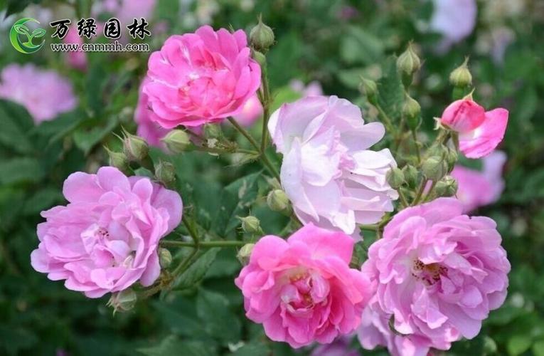 红花蔷薇基地