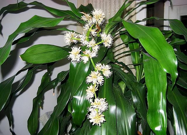 冬天养香龙血树,简单4步,根系,枝干粗壮,叶绿花香,身价倍增