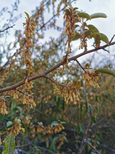 野羊奶果花迎春