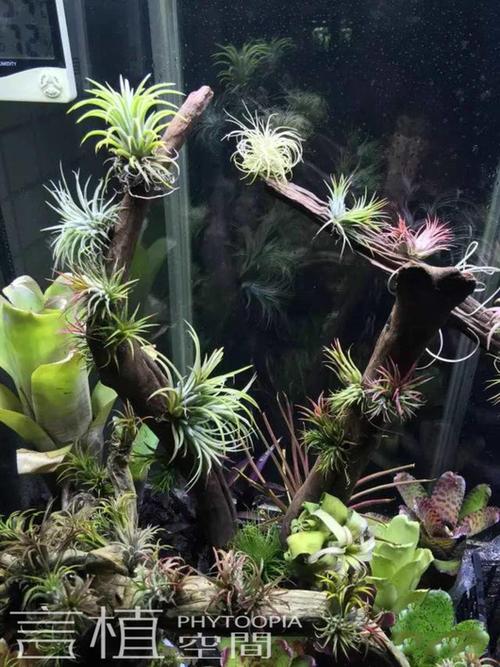 言植空间,生态造景,雨林缸,一个积水凤梨与空气凤梨爱好者的缸