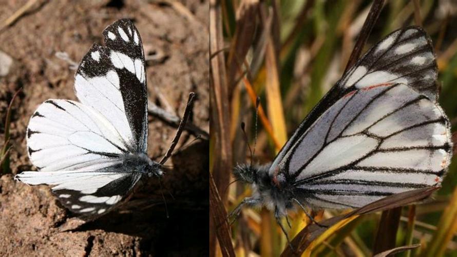 黑室娆粉蝶neophasia terlooii