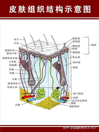 皮肤解剖图