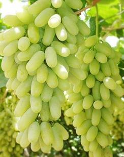 马奶提子葡萄苗葡萄树苗新疆马奶葡萄苗白牛奶葡萄苗南北方种植