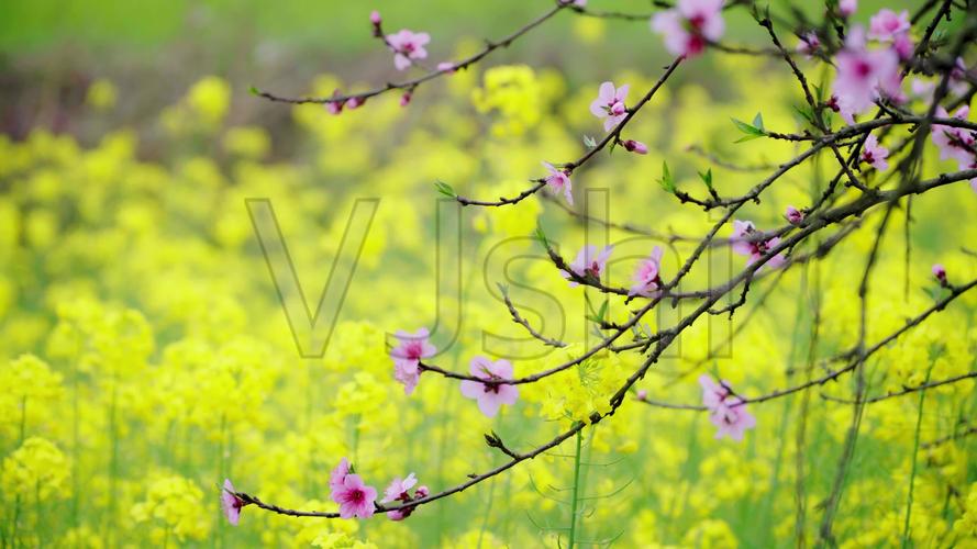 视频素材 实拍视频 自然风景 4k实拍春天油菜花-桃花 来自视频原始