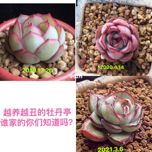 非常失望的品种之一:牡丹亭_补光灯_多肉控_家居家装