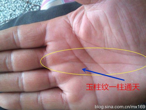 玉柱纹又称玉柱线,命运线