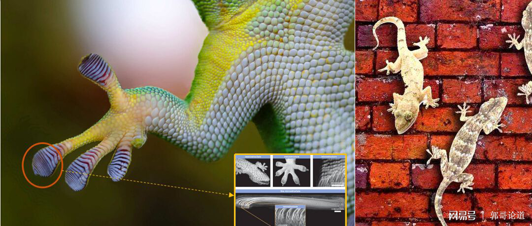 壁虎爬墙的秘密,范德华力与卡西米尔效应,究竟哪个对?