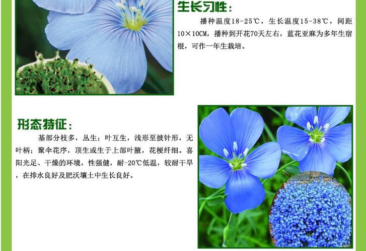 批发优质草本花卉种子蓝花亚麻种子观赏植物园艺花卉易