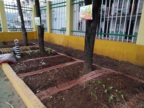 《小菜园丰收啦》——星瑶幼儿园大二班种植记