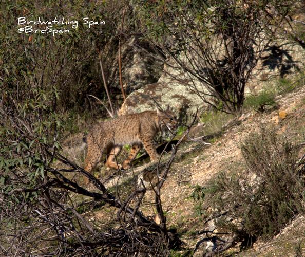 iberian lynx tour